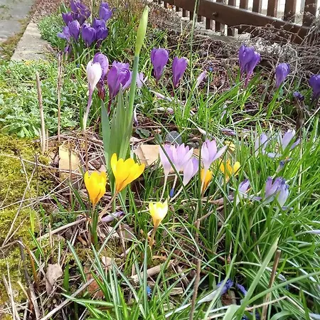 Zum Sebnitzer Hirsch *